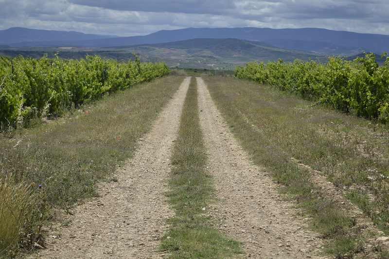Camino entre viñedo