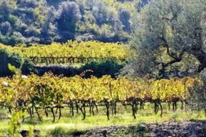 Enoturmos en Cataluña entre viñedos y olivos