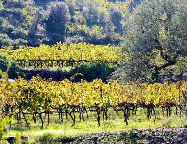 Enoturmos en Cataluña entre viñedos y olivos