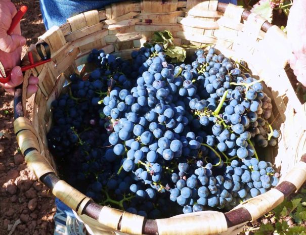 cesta de uvas en actividad en Rioja