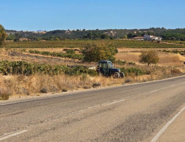 Carretera por una ruta entre viñedos de España